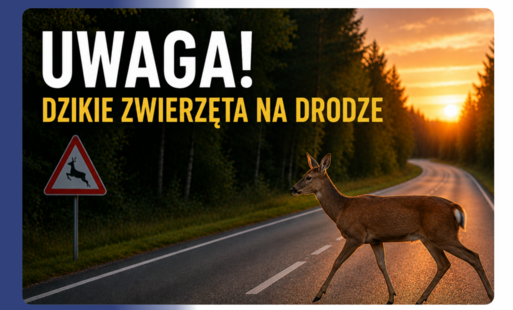 Zdjęcie do Kolizja z dzikim zwierzęciem &ndash; jak postępować?